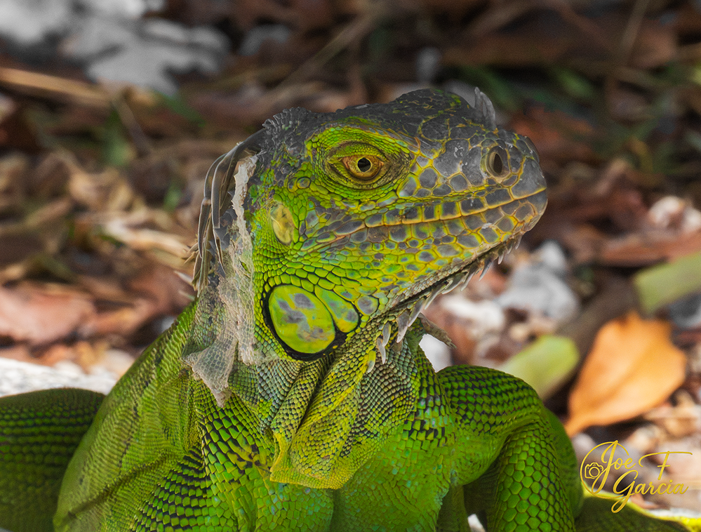Green Iguana  R5 Mark II & RF200-800mm F6.3-9 IS USM