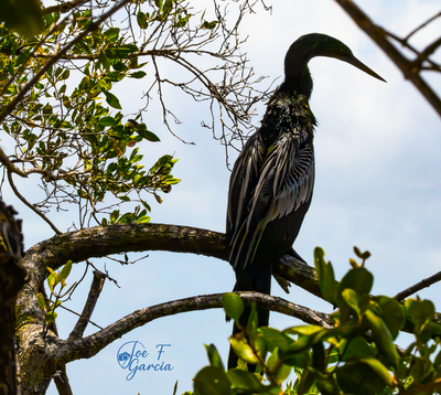 Anhinga408B2273@0@0.5x.png