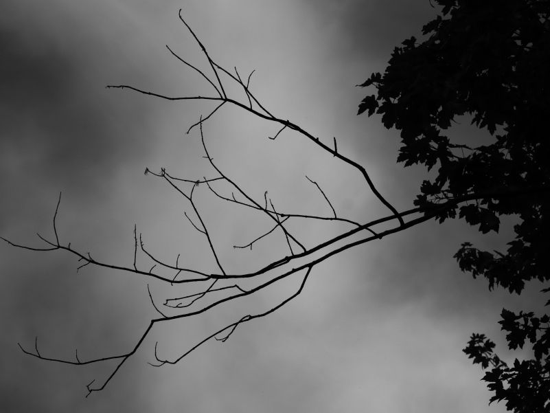 IMG_8371.JPG