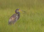 Dark-morph Reddish Egret-R5_6701-20260810-Canon.jpg