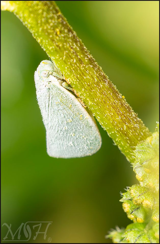64382 Northern Flatid Planthopper.jpg