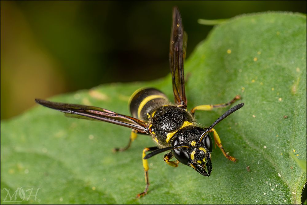 64545 Mason Wasp.jpg
