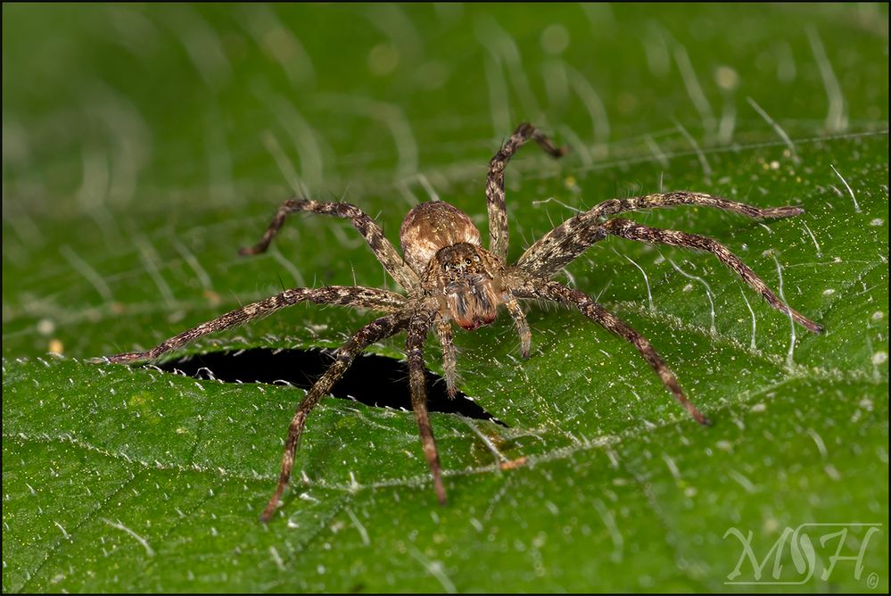 64514 stack Wolf spider II.jpg