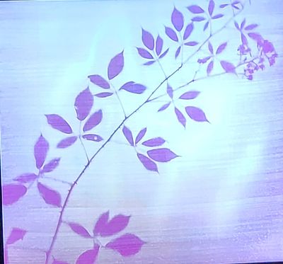 1000078264.jpg