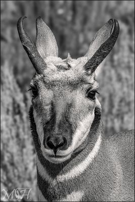58318 Pronghorn.jpg