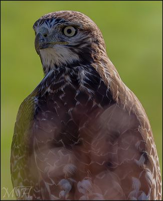 50988 Redtail Hawk.jpg