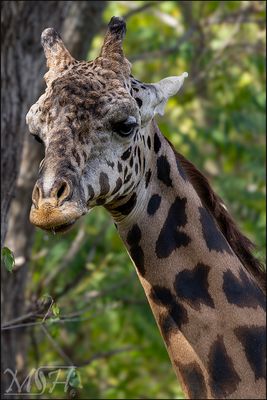 A4039 Giraffe.jpg
