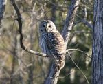 Wildlife