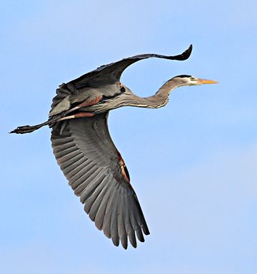 Great Blue Heron