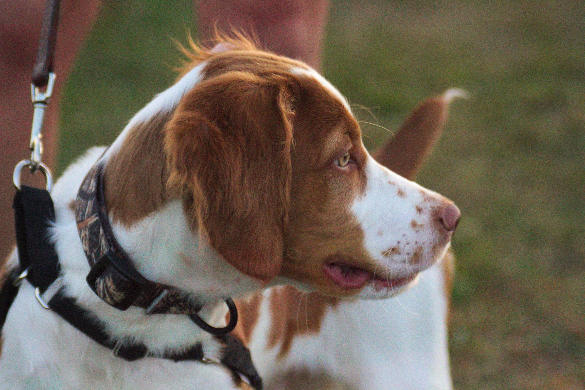 English Setter Pup