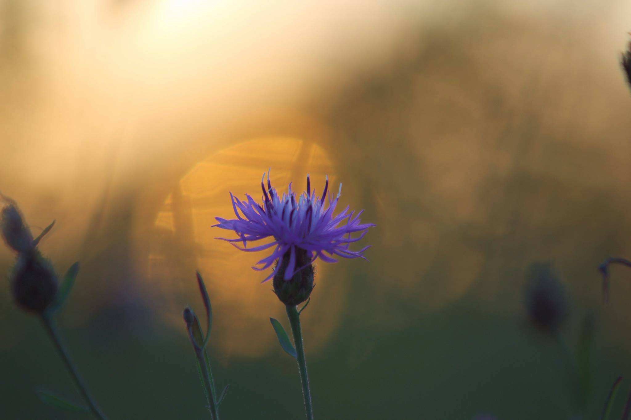 Thistle and Sunset