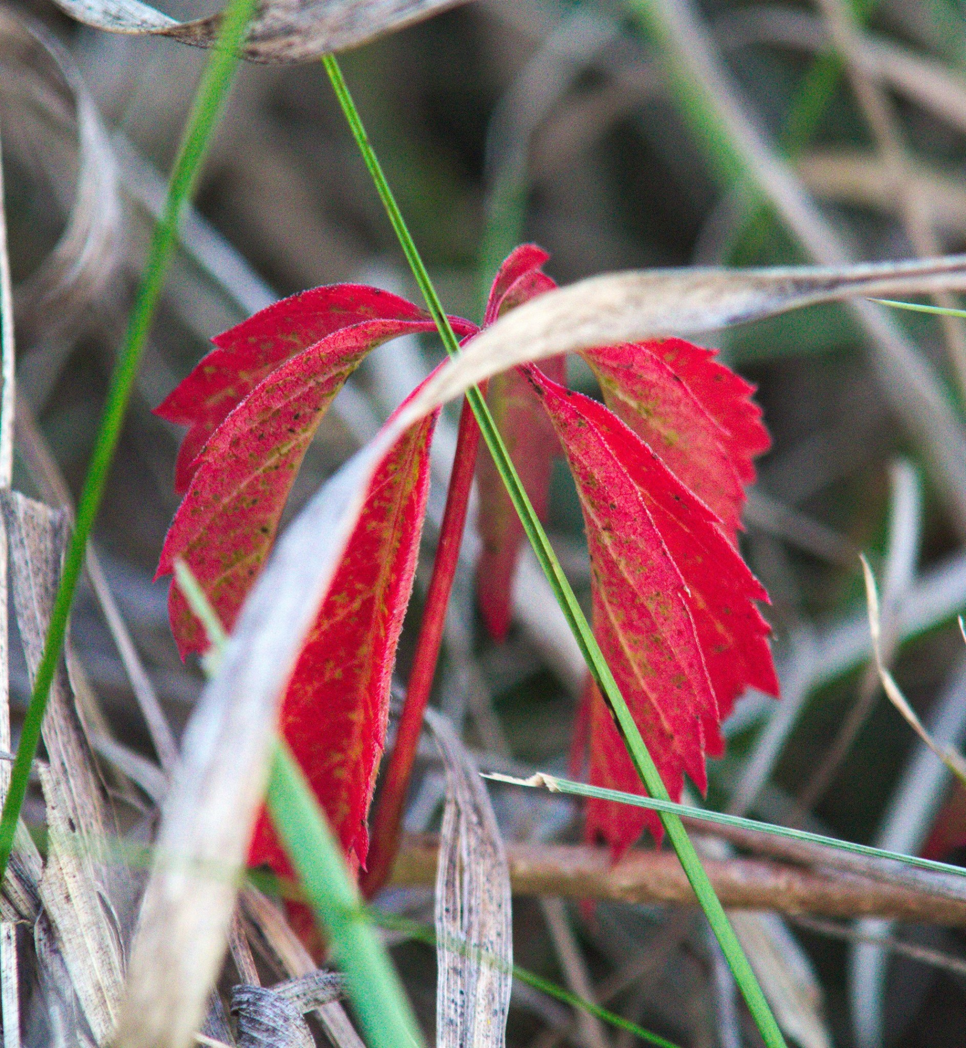Fall Poison Oak 