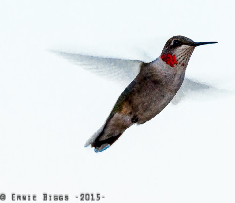 _52D0390-Edit.jpg