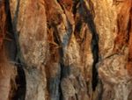 treebark-50%.JPG