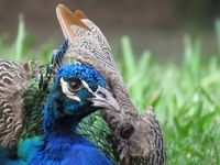 Peacock