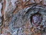 treebark1.JPG