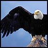 avatars-eagle-405204 (1).jpg