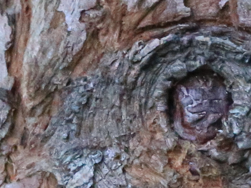 treebark1.JPG