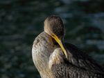 cormorants tony britton 2016.jpg