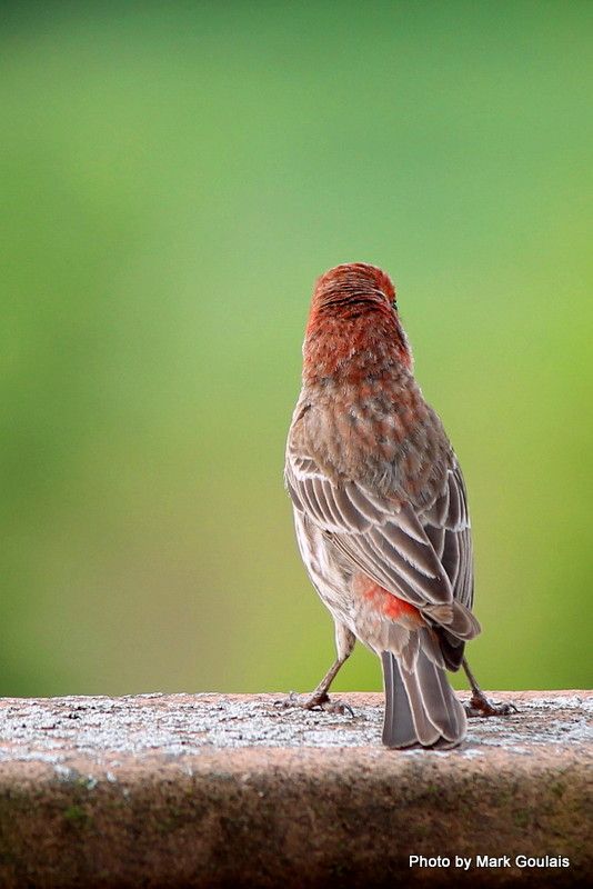 Standoffish Finch (2).jpg