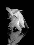 Snowy Egret Series (10) (1) (1).jpg