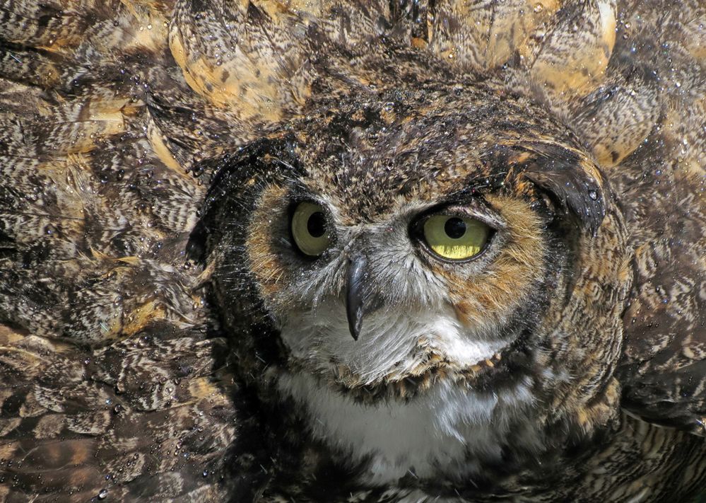 2016tonybritton (7).jpg