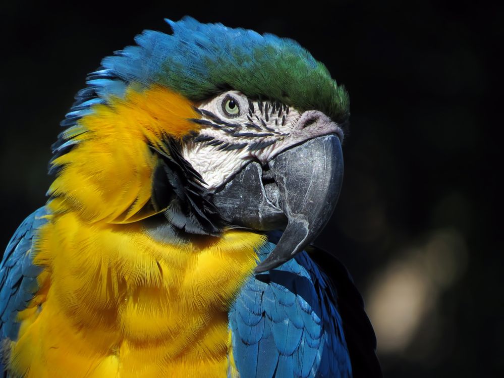 2016tonybritton (1).jpg