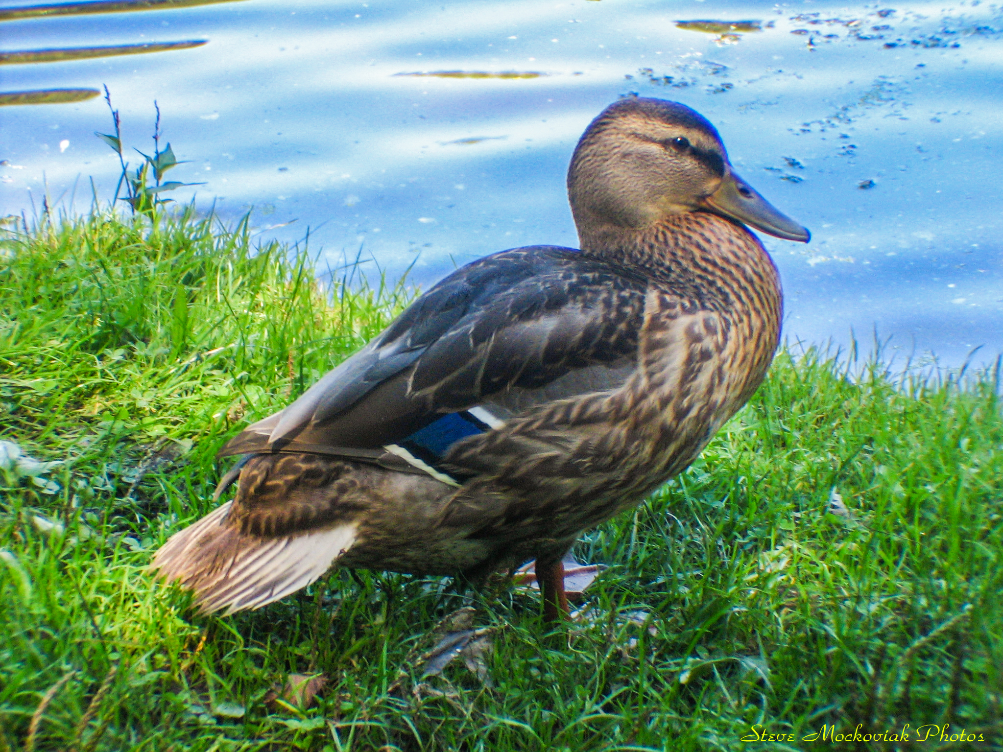 Posing Duck.jpg