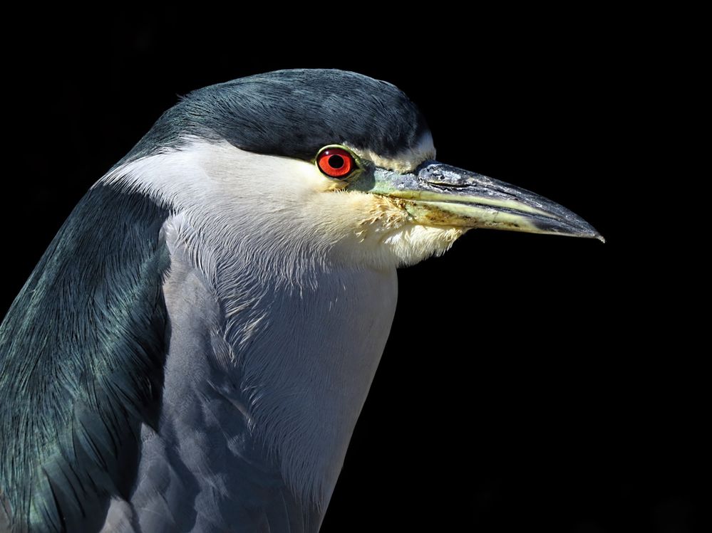 canonusatonybritton2016 (12).jpg