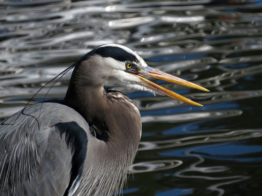 canonusatonybritton2016 (9).jpg