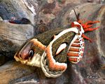 moth2@72.jpg