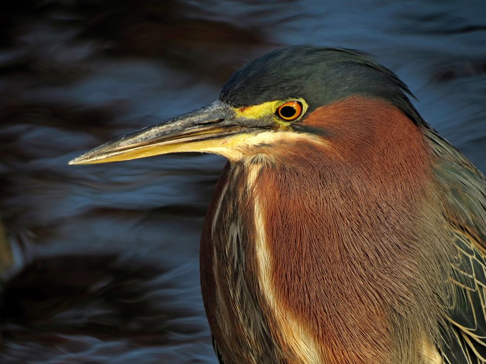 canonusatonybritton2016 (1).jpg