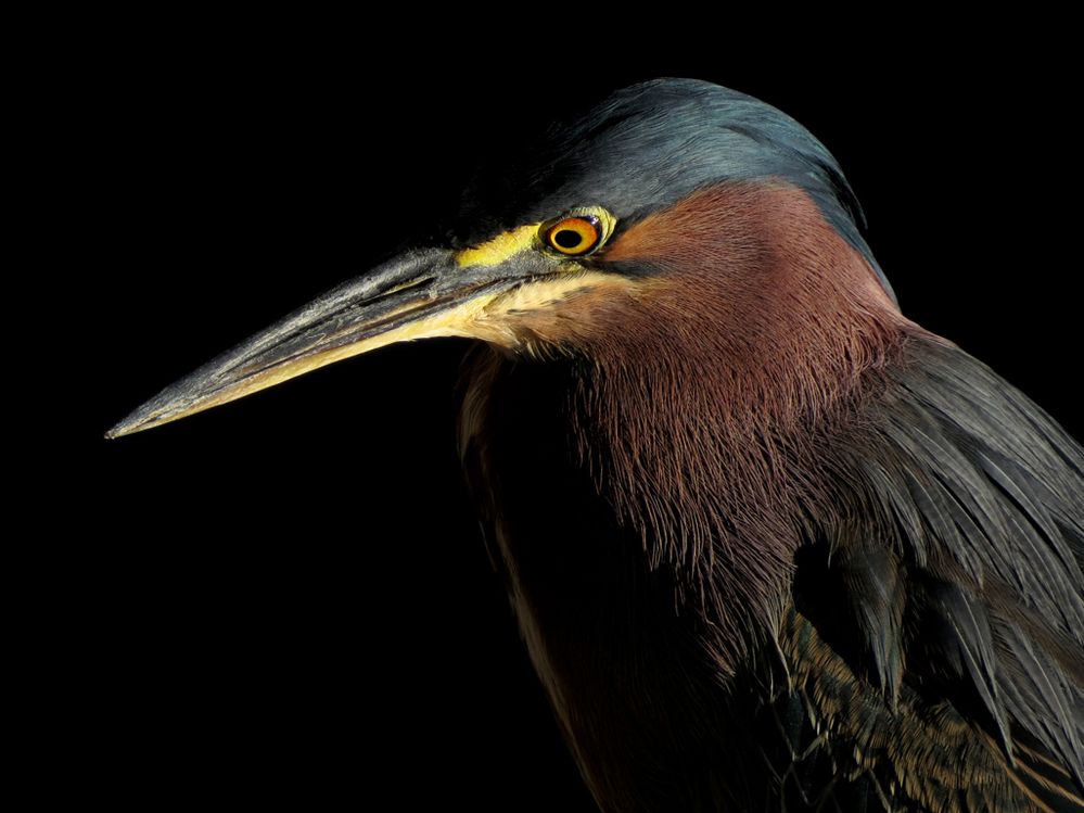 canonusatonybritton2016 (3).jpg