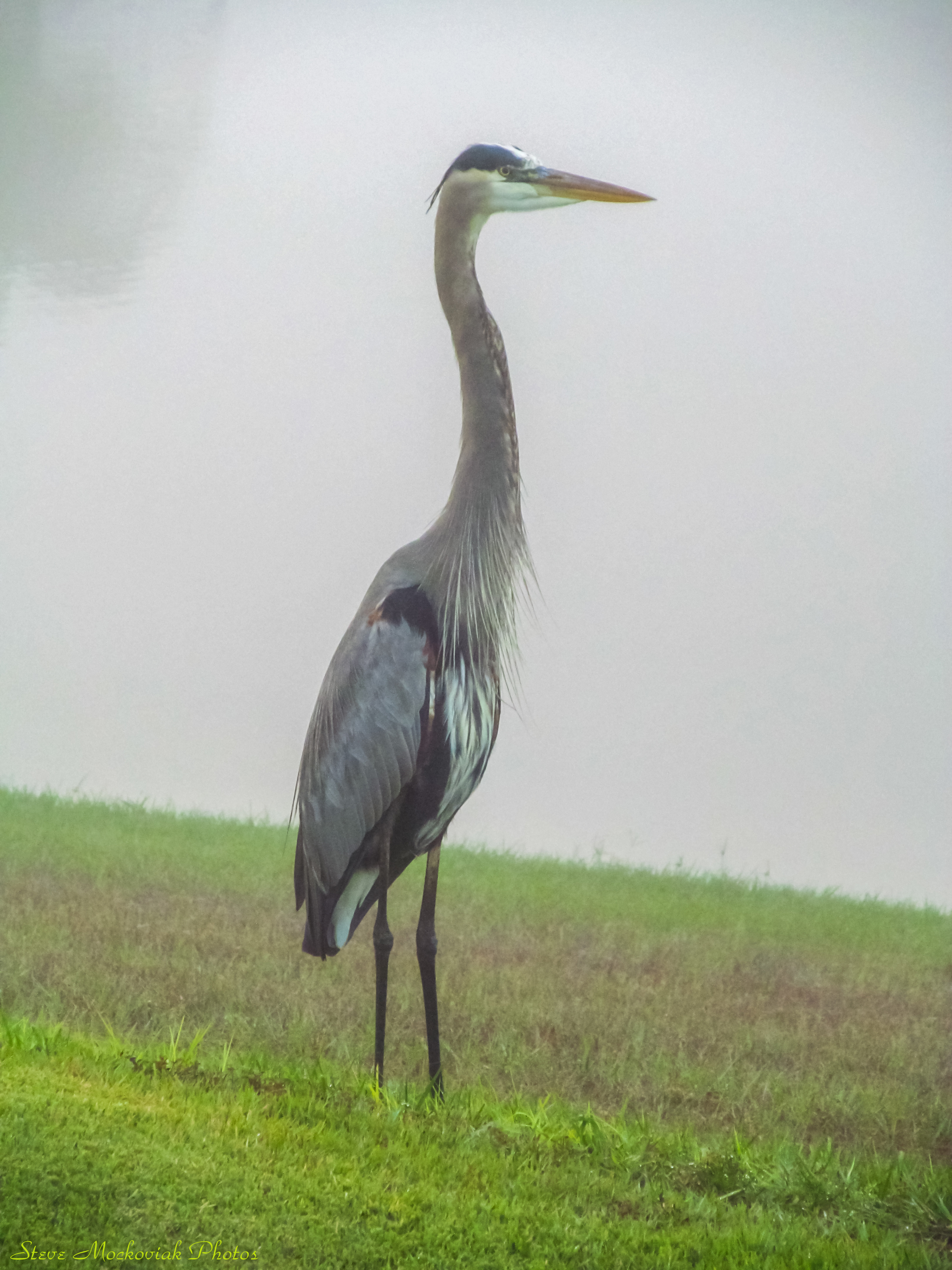 Proud Heron2_11618.jpg