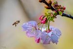 Bee on Cherry Blossoms