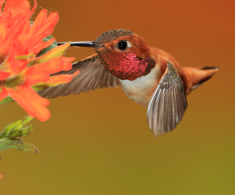 Hummers 060 email.JPG