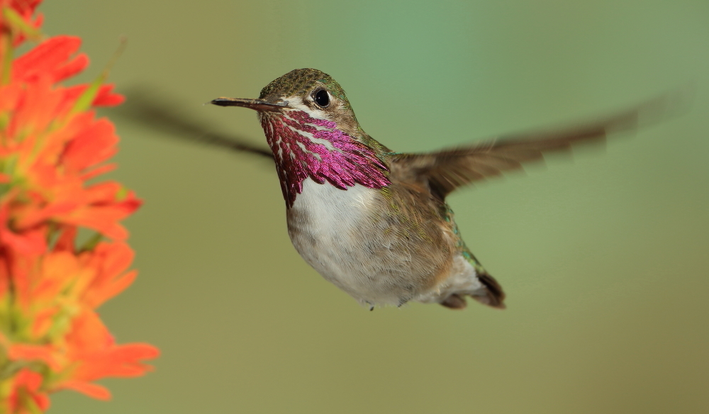 Hummers 016 email.JPG