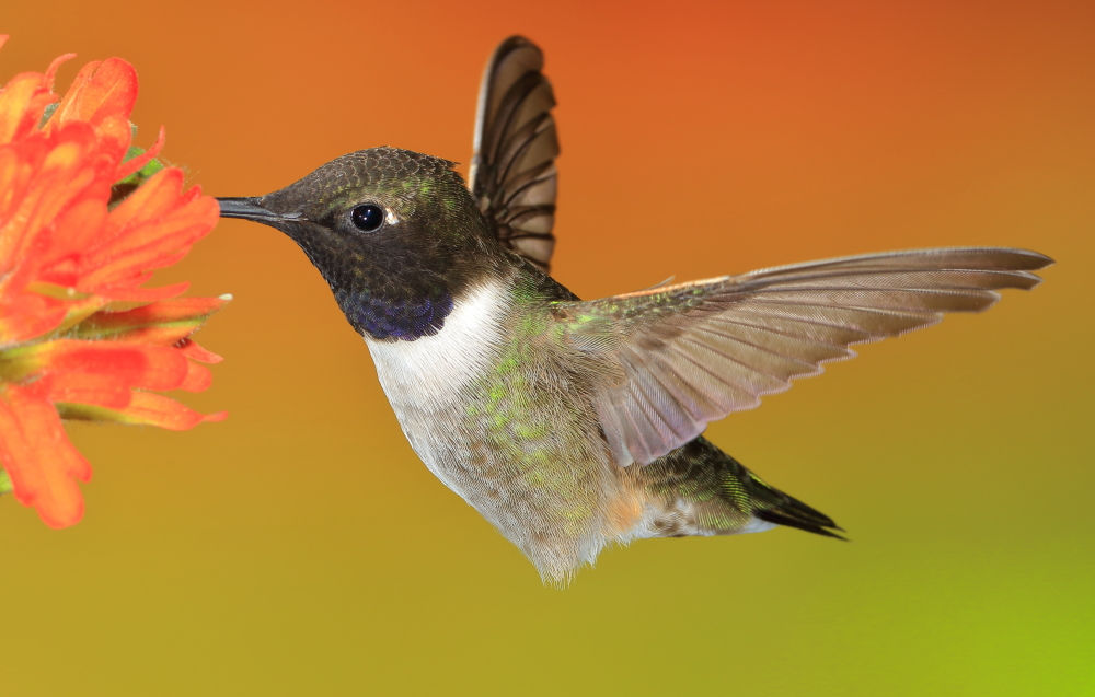 Hummers 015 email.JPG