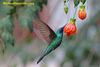 Green Violetear Hummingbird feeding on nectar at 12,000 feet