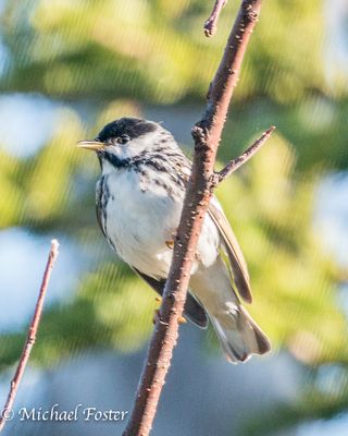 BlackpollWarbler-2-160601.jpg