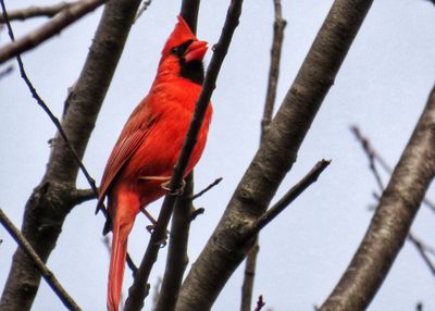 Northern Cardinal.jpeg