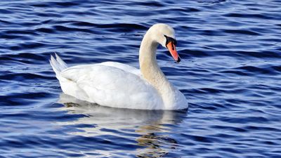 swan-1.jpg