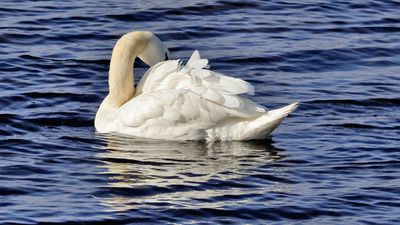 swan-4.jpg