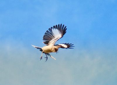 Mockingbird in Flight.jpeg